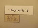 Polyrhachis 19 Label