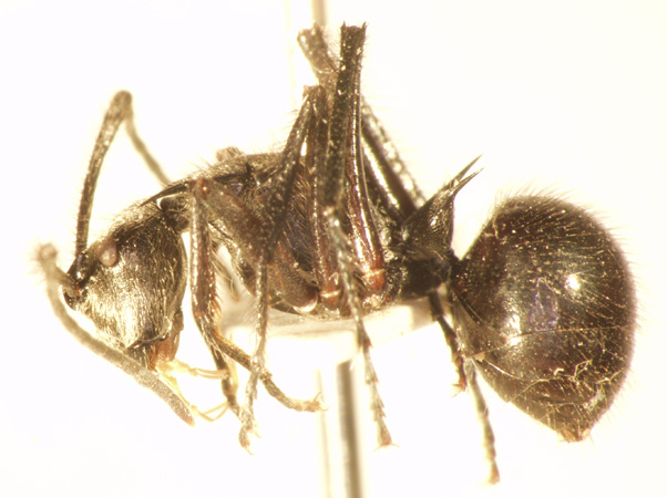 Polyrhachis 19 lateral