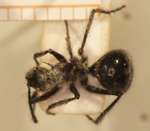 Polyrhachis 19 dorsal