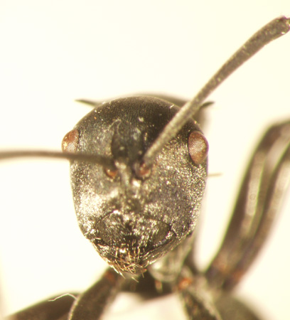 Polyrhachis 2 frontal