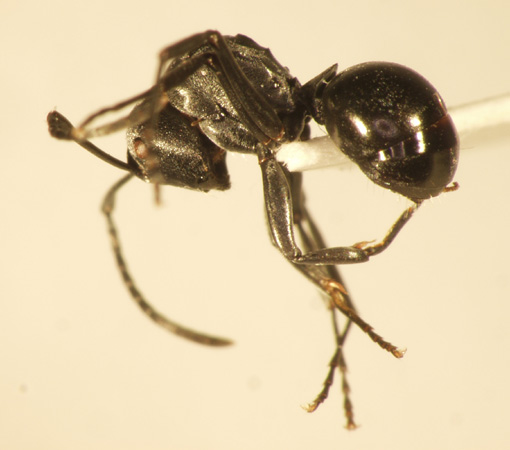 Polyrhachis 2 lateral