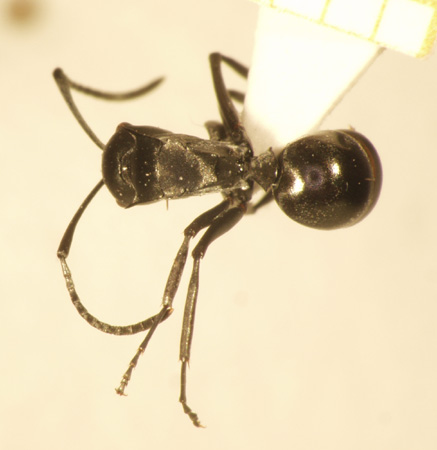 Polyrhachis 2 dorsal