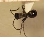 Polyrhachis 2 dorsal