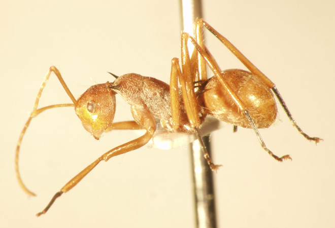 Polyrhachis 4 lateral