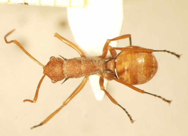 Polyrhachis 4 dorsal