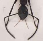 Polyrhachis abdominalis Smith, 1858 frontal