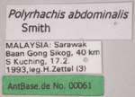 Polyrhachis abdominalis Smith, 1858 Label