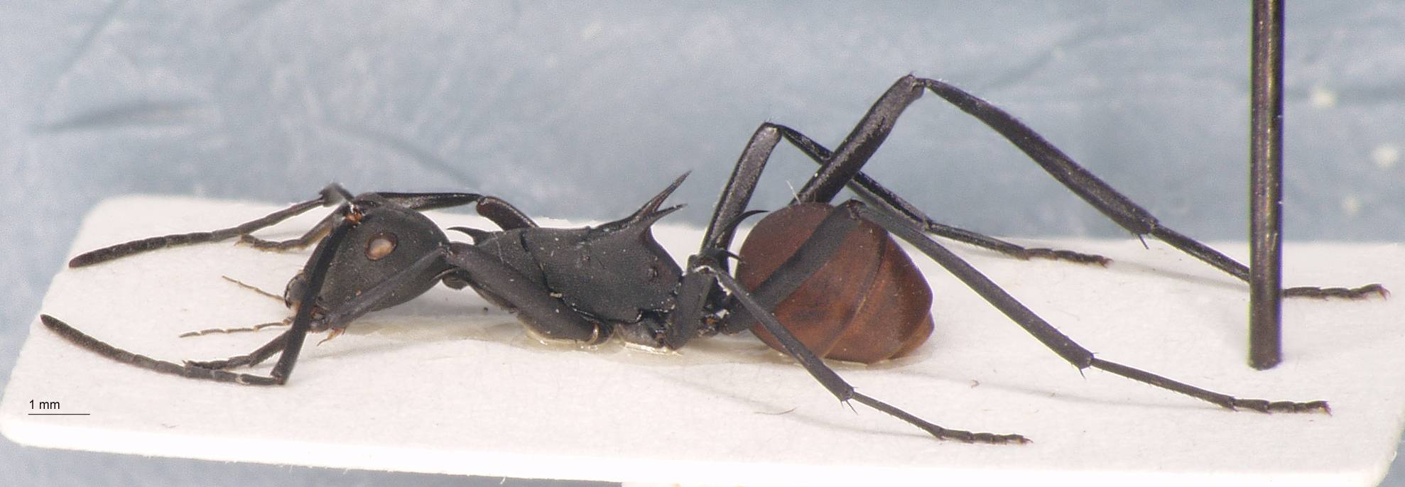 Polyrhachis abdominalis Smith, 1858 lateral