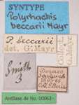 Polyrhachis beccarii Mayr, 1872 Label