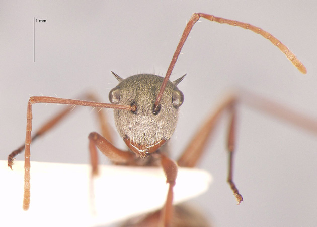 Polyrhachis bicolor Smith,1858 frontal