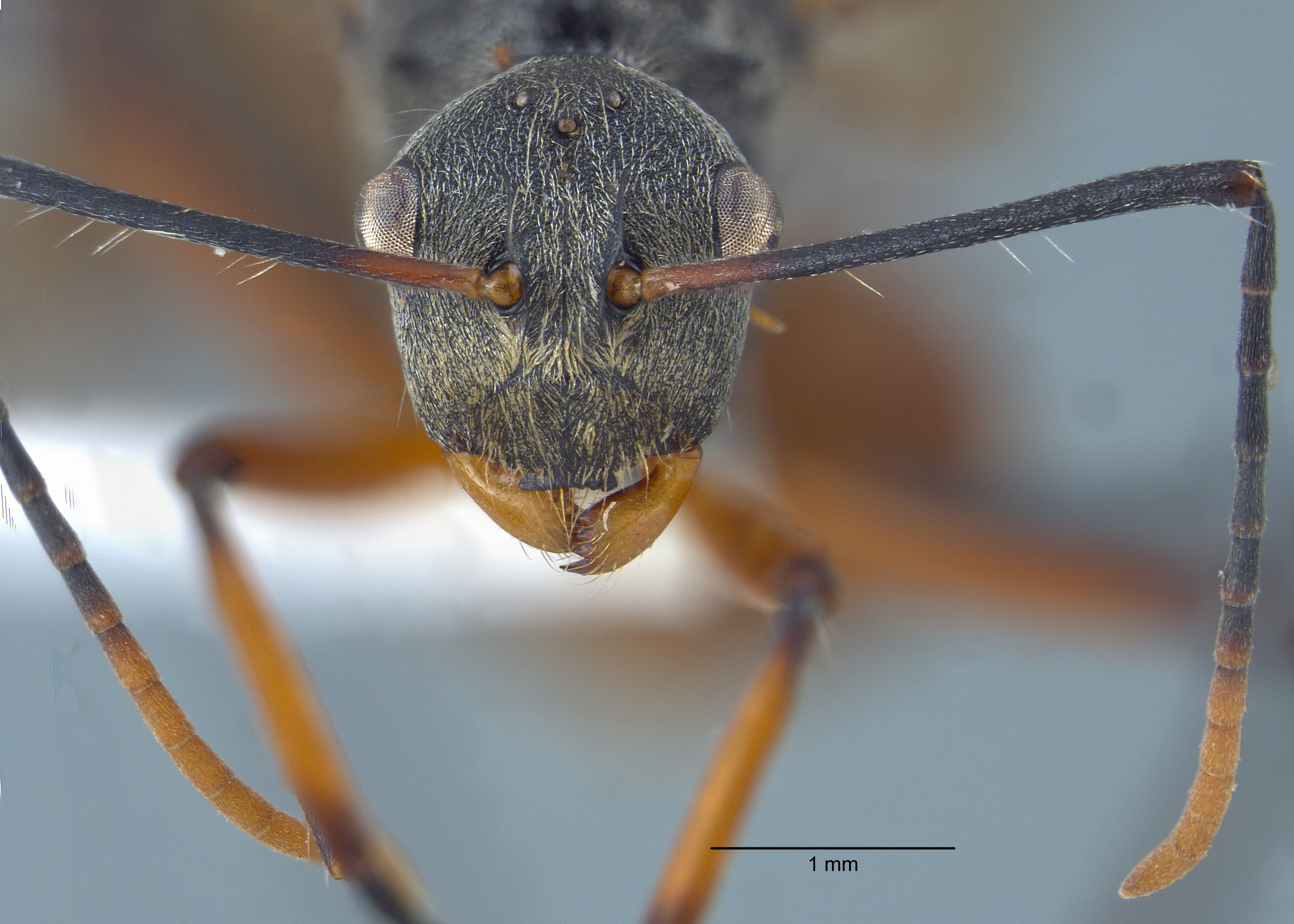 Polyrhachis bicolor Smith,1858 frontal