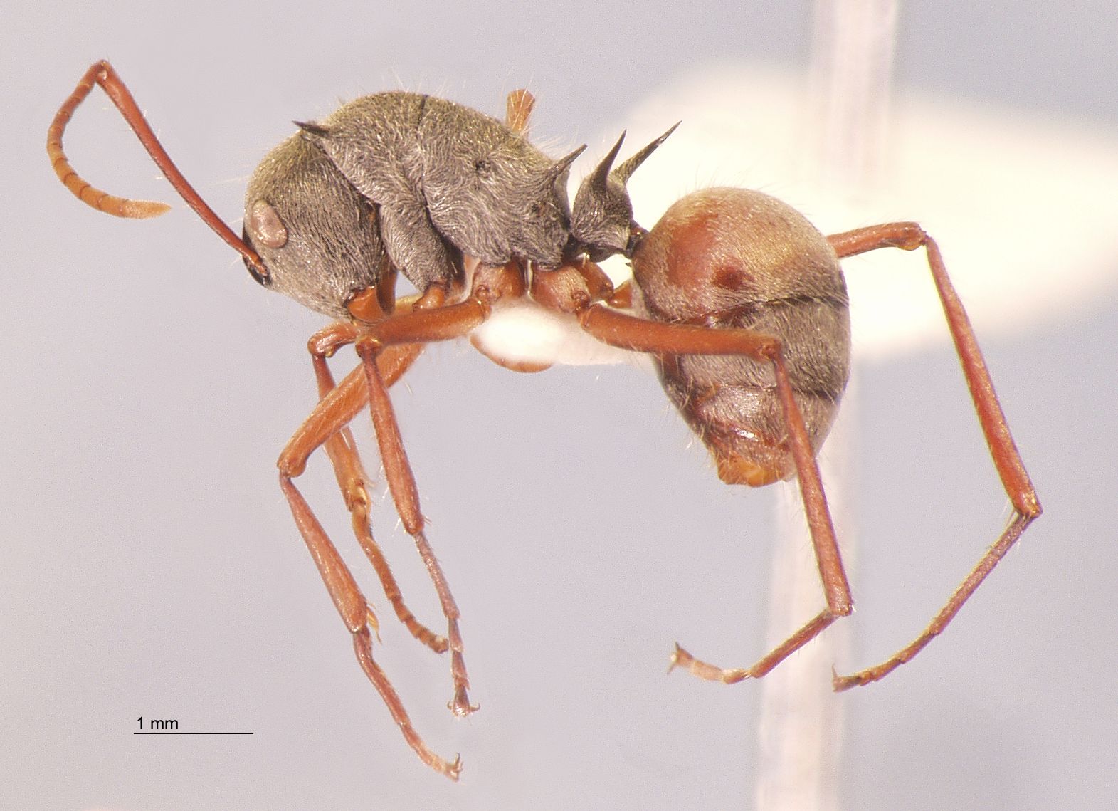 Polyrhachis bicolor Smith,1858 lateral