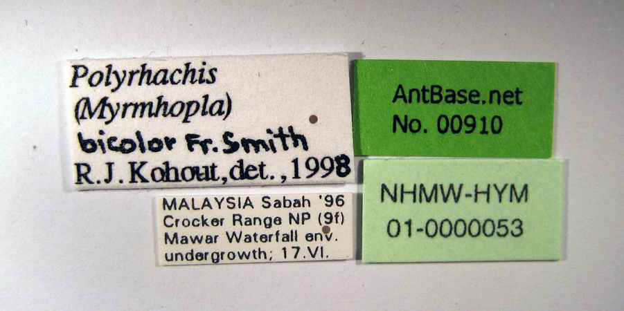 Polyrhachis bicolor Smith,1858 Label