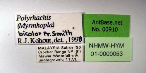 Polyrhachis bicolor Smith,1858 Label