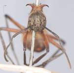 Polyrhachis bihamata Drury, 1773 frontal