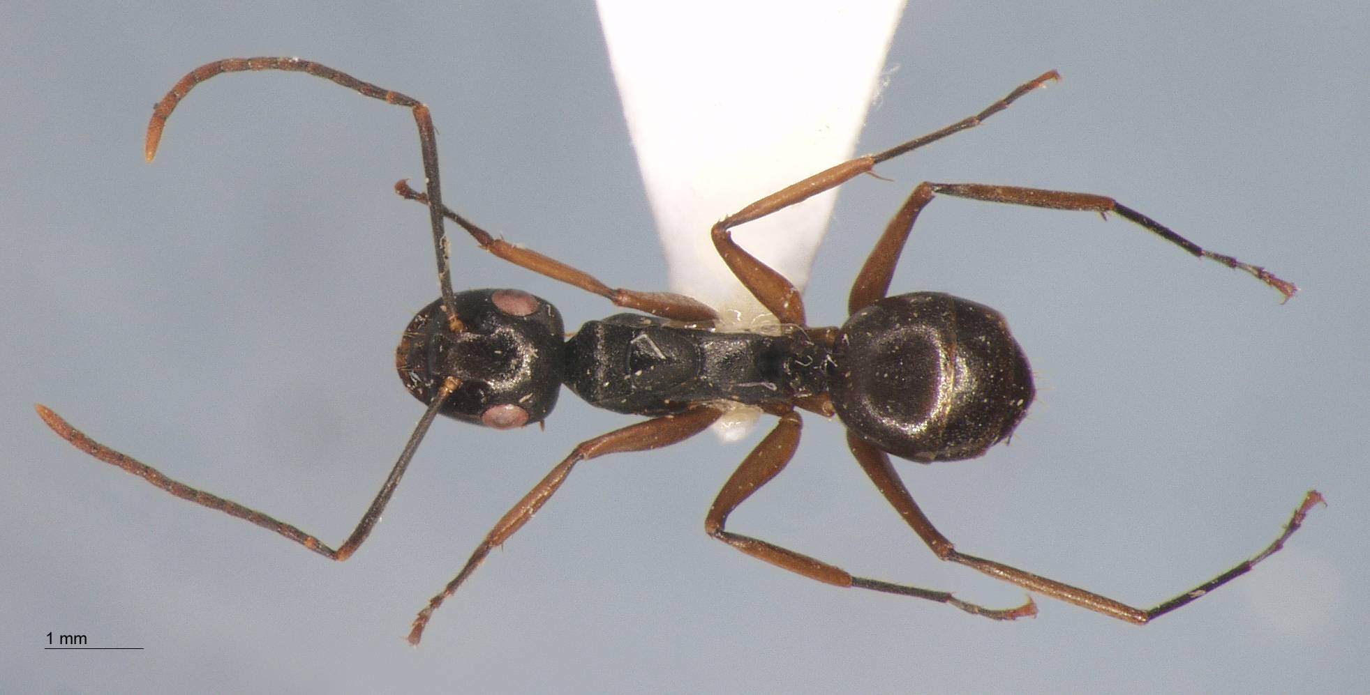 Polyrhachis equina Smith, 1857 dorsal