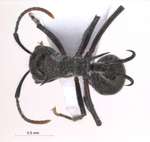 Polyrhachis furcata Smith,1858 dorsal