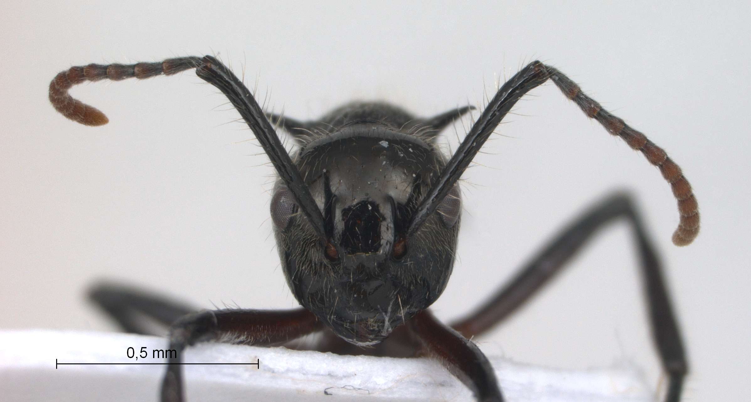 Polyrhachis furcata Smith,1858 frontal