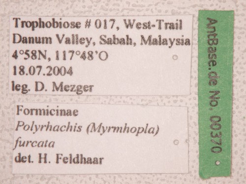 Polyrhachis furcata Smith,1858 Label