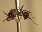 Polyrhachis furcata Smith,1858 lateral