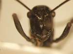 Polyrhachis boltoni Dorow&Kohout,1995 frontal