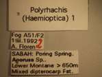 Polyrhachis boltoni Dorow&Kohout,1995 Label