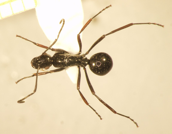 Polyrhachis boltoni Dorow&Kohout,1995 dorsal