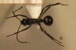 Polyrhachis boltoni Dorow&Kohout,1995 dorsal