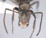 Polyrhachis illaudata Walker, 1859 frontal