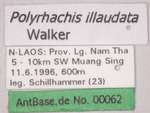 Polyrhachis illaudata Walker, 1859 Label