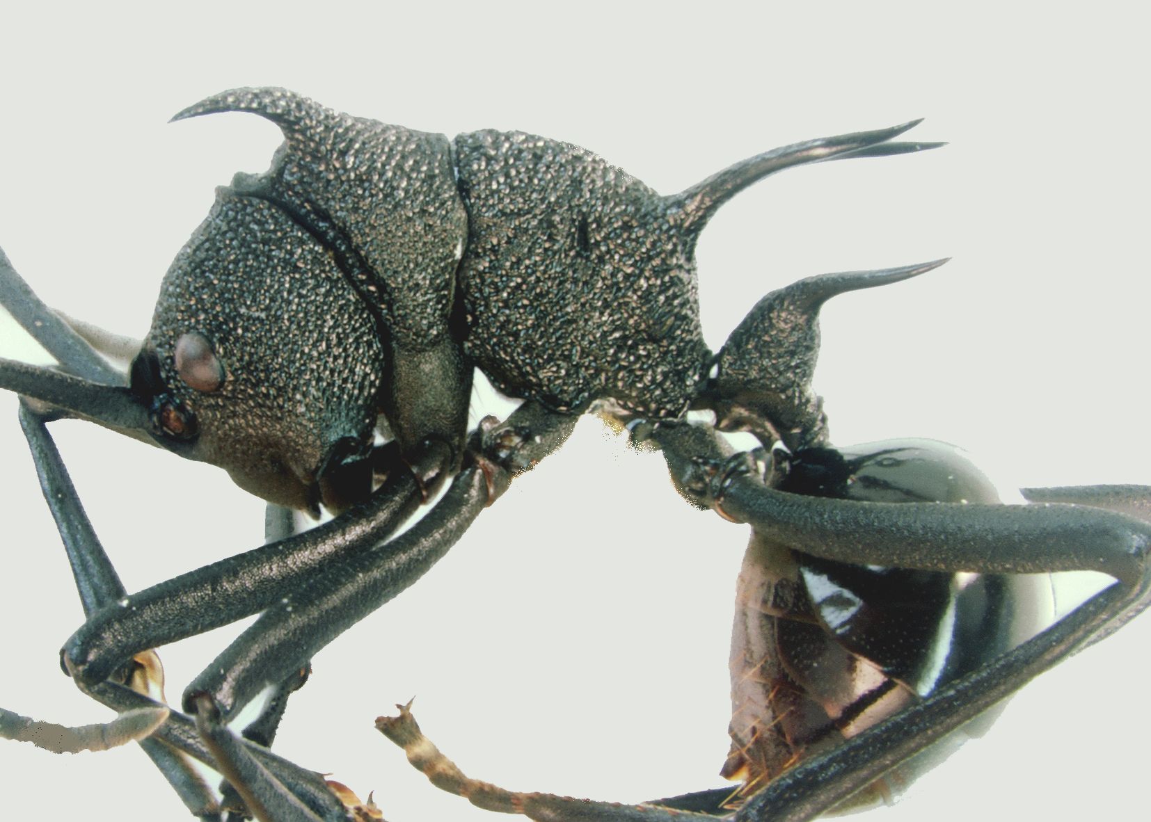 Polyrhachis maryatiae Kohout, 2007 lateral