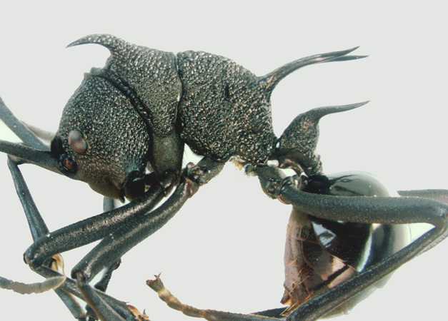 Polyrhachis maryatiae Kohout, 2007 lateral