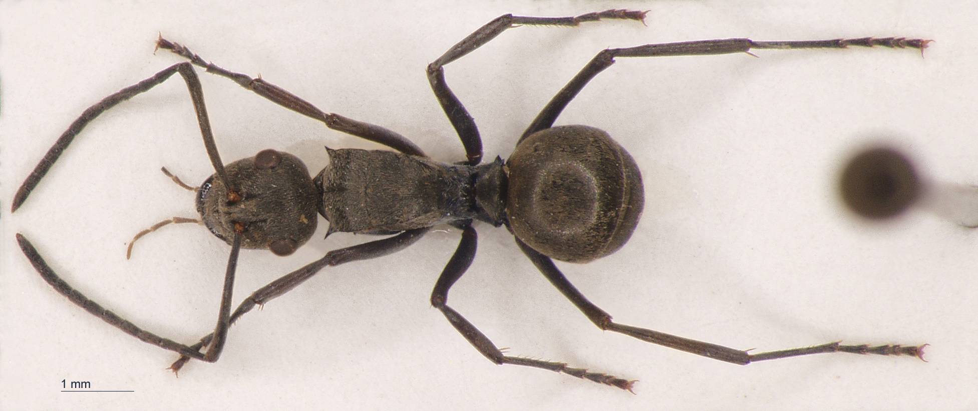 Polyrhachis murina Emery, 1893 dorsal