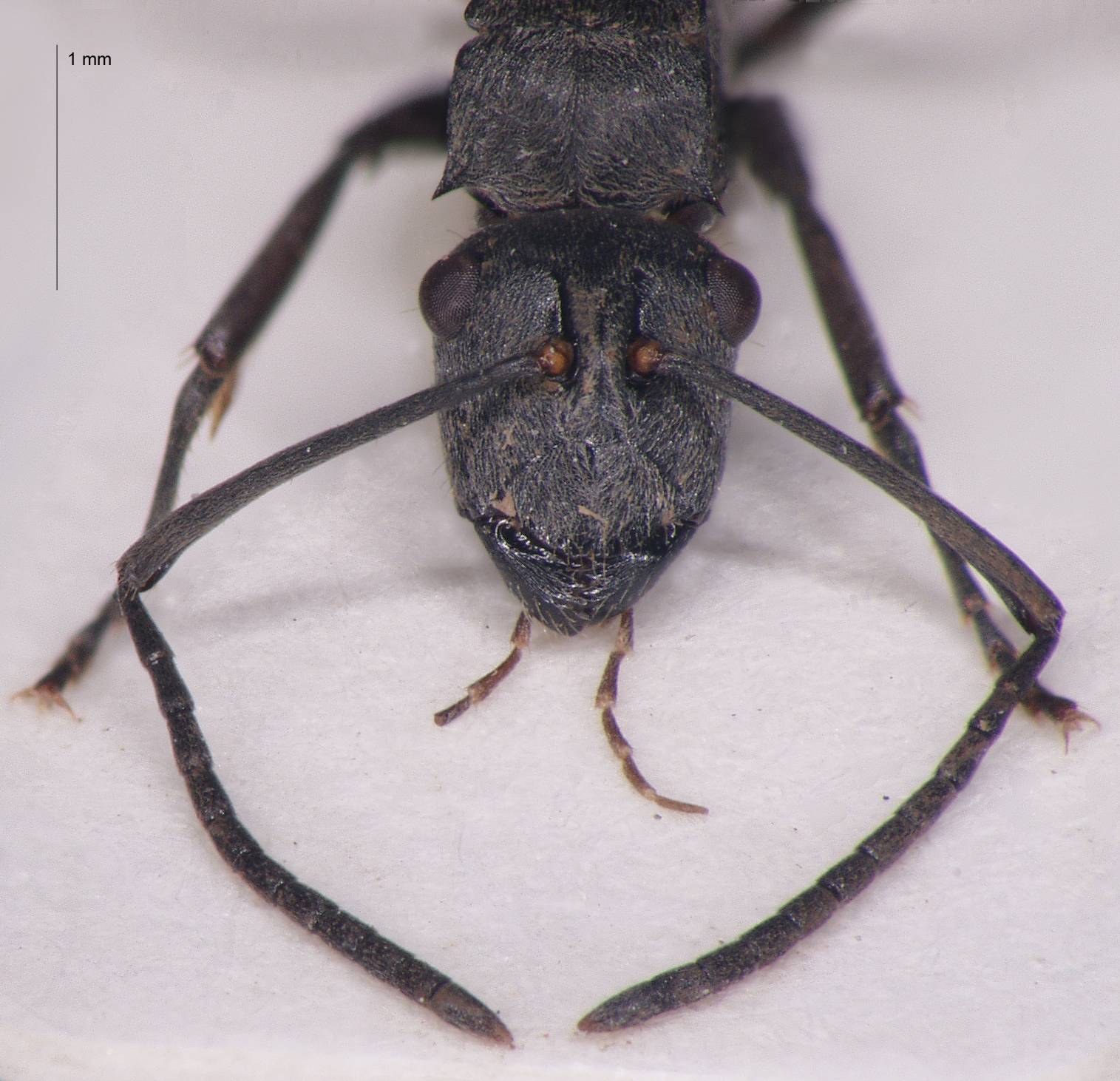 Polyrhachis murina Emery, 1893 frontal