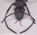 Polyrhachis murina Emery, 1893 frontal