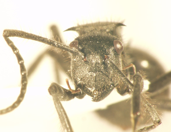 Polyrhachis 7 frontal