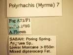 Polyrhachis 7 Label