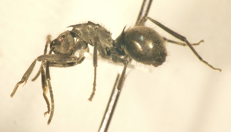 Polyrhachis 7 lateral