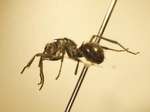 Polyrhachis 7 lateral