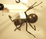 Polyrhachis 7 dorsal