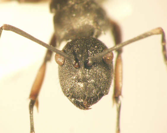 Polyrhachis inermis Smith,1858 frontal