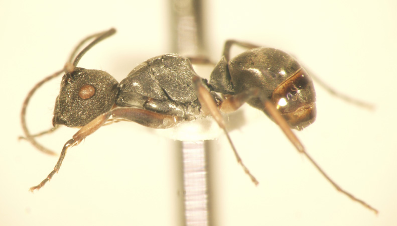 Polyrhachis inermis Smith,1858 lateral