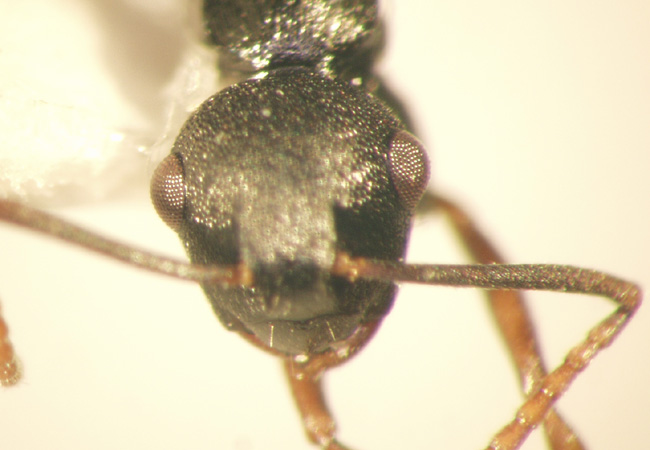 Polyrhachis fruhstorferi Emery,1898 frontal