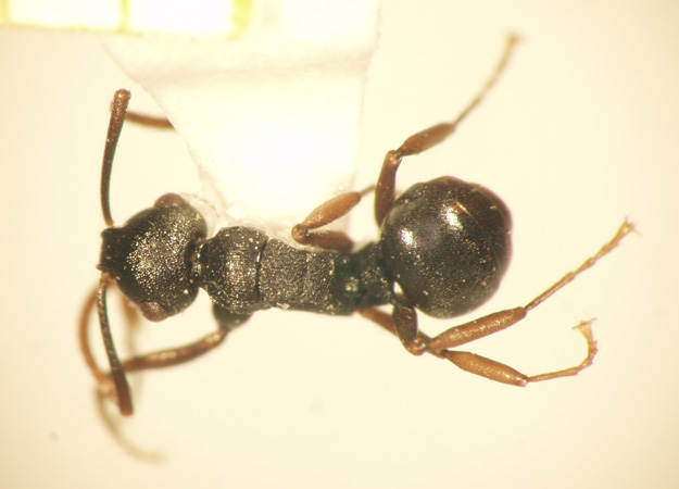 Polyrhachis fruhstorferi Emery,1898 dorsal