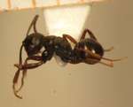 Polyrhachis fruhstorferi Emery,1898 dorsal