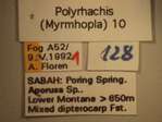 Polyrhachis 10 Label