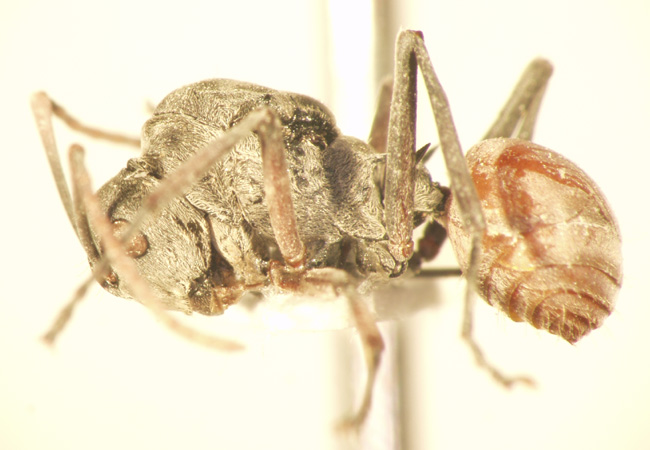 Polyrhachis 10 lateral