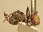 Polyrhachis 10 lateral