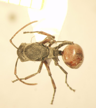 Polyrhachis 10 dorsal