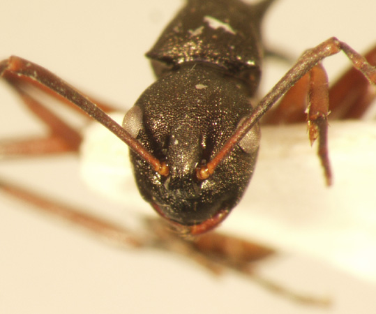 Polyrhachis 12 frontal